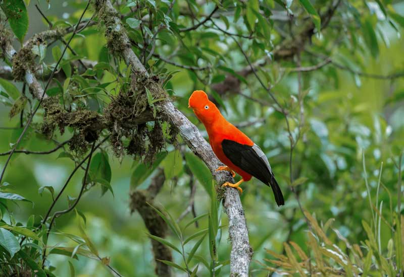 Andean cock-of-the-rock in the Amazon rainforest of Peru