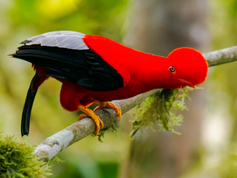 The Andean cock-of-the-rock, an emblematic bird that we see on the Manu National Park tour