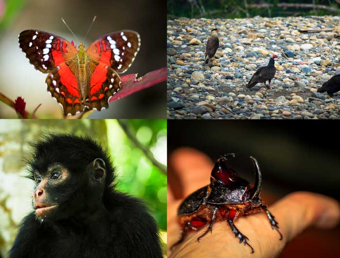Biodiversity of Manu Jungle Expedition