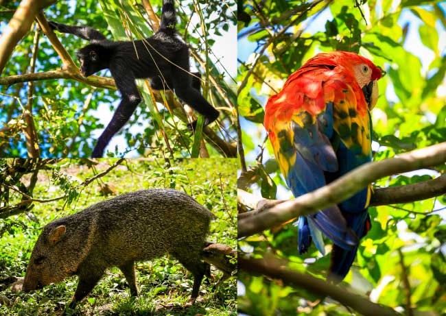 wildlife in Manu National Park
