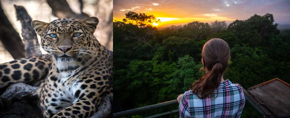 Majestic Manu Jungle Safari: 5 days