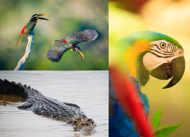 Amazon wildlife: colorful birds and a caiman in their natural habitat