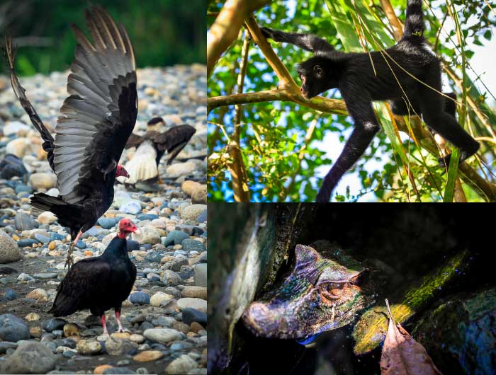 Wildlife in Manu Nacional Park