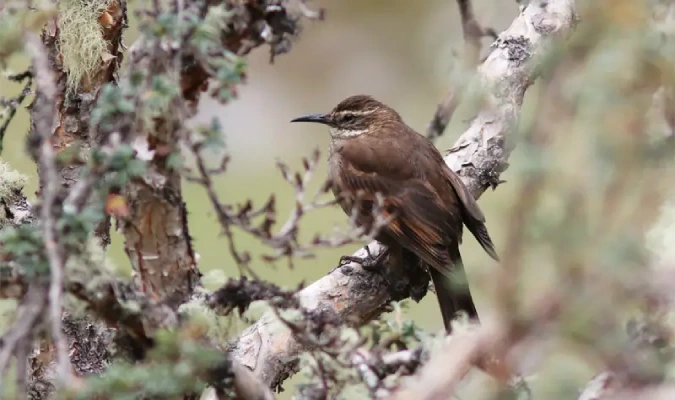Royal Cinclodes in inca trail