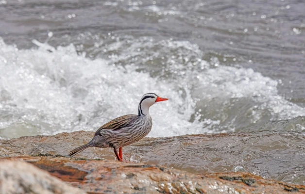 The Torrent Duck in inca trail