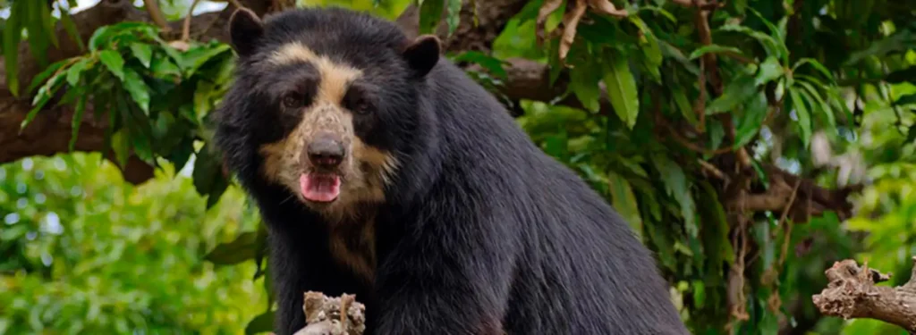 Close-up of a spectacled bear eye in the Andes of Peru, representing wildlife found along the Inca Trail and cloud forest ecosystem