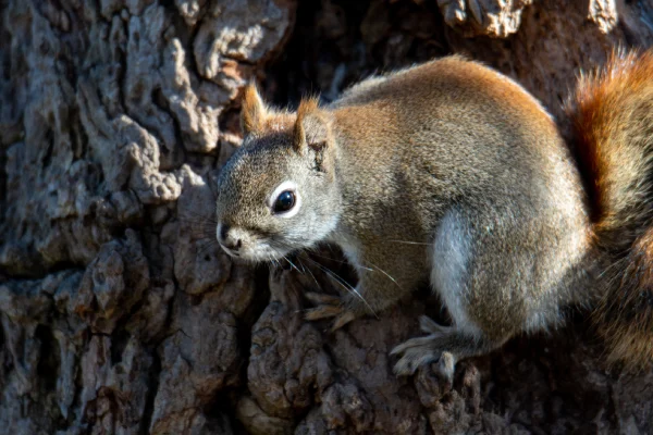The Andean Squirrel  in inca trail