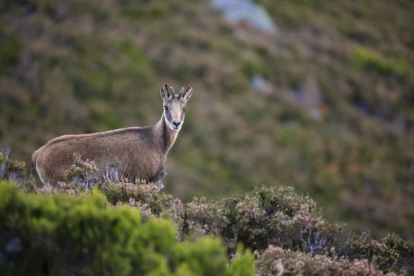 The Taruka or Andean Deer