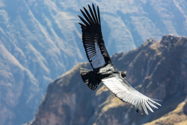 Andean Condor, part of the wildlife of the Inca Trail