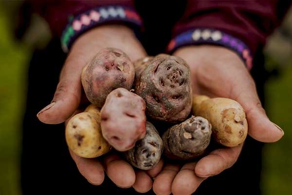 Discover the potatoes of Pisac, a key Andean crop grown in the Sacred Valley with diverse native. Cusco Food Guide