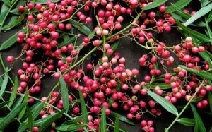 molle one of the medicinal plants