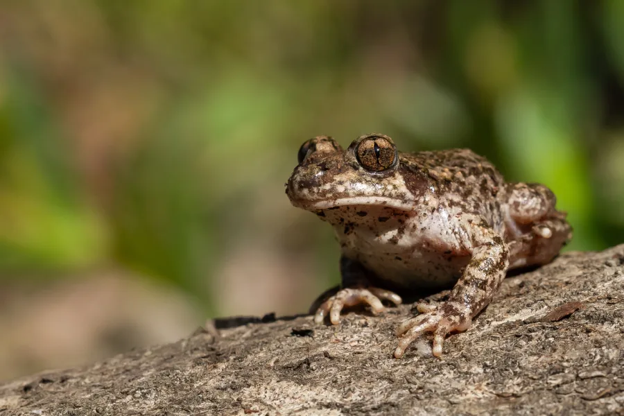 andean frog