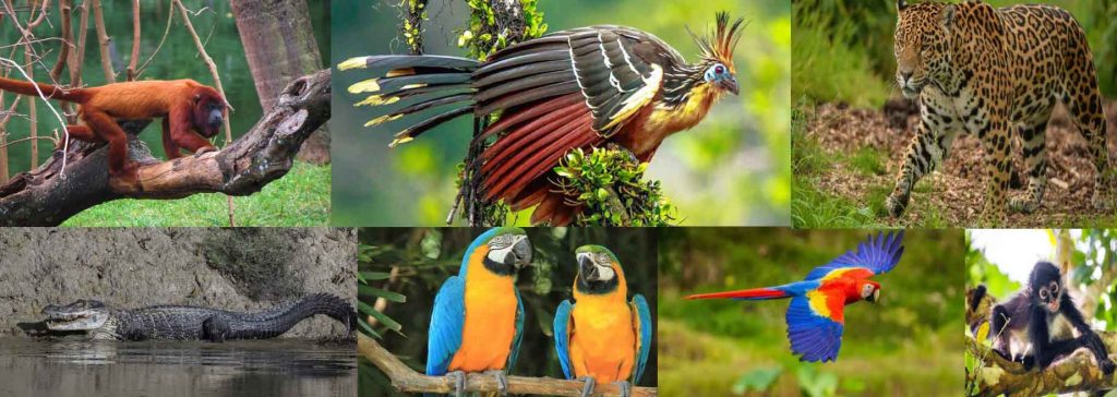 Collage of Peruvian Amazon rainforest wildlife including monkeys, macaws, and a jaguar